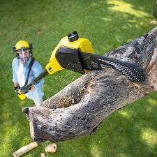 Best Tree Maintenance Programs  in Mililani Mauka, HI